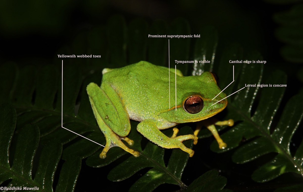 Pseudophilautus stuarti Manamendra-Arachchi & Pethiyagoda, 2005